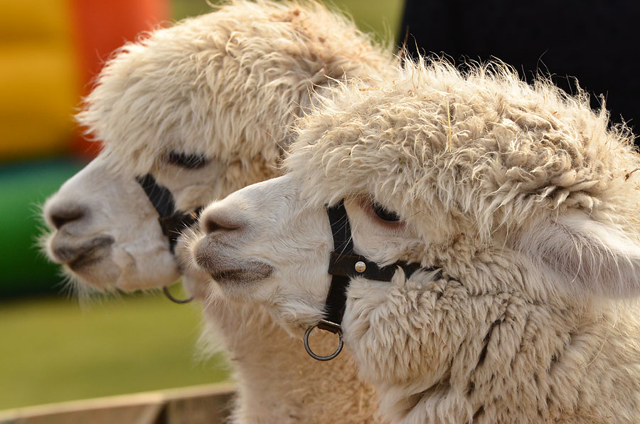 Alpaca's - wandelen met een alpaca
